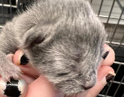 Fundtier Tier-ID 39450