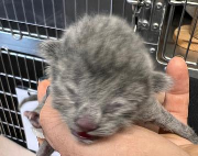 Fundtier Tier-ID 39451