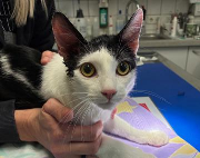 Fundtier Tier-ID 39719