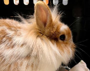 Fundtier Tier-ID 39387