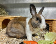 Fundtier Tier-ID 39392