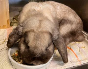 Fundtier Tier-ID 39447