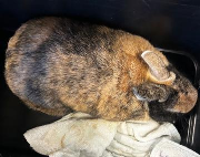 Fundtier Tier-ID 39700