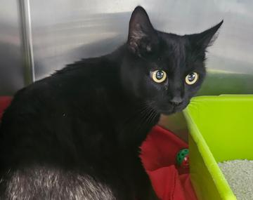 Europäische Hauskatze