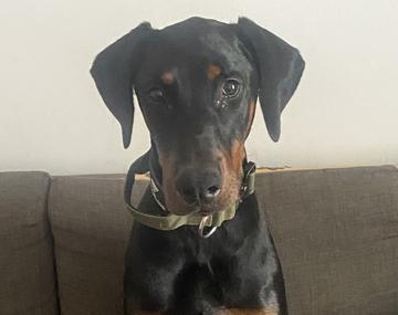 Dobermann