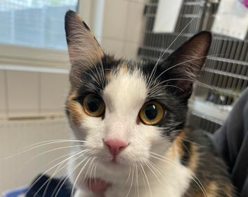 Europäische Hauskatze