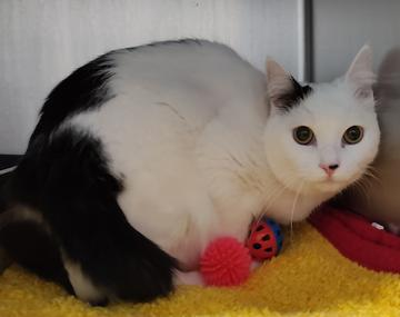 Europäische Hauskatze