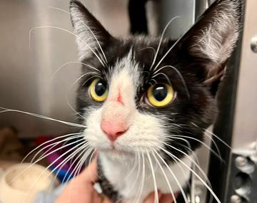 Europäische Hauskatze