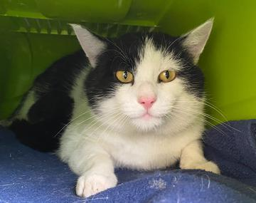 Europäische Hauskatze