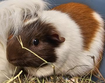 Meerschweinchen