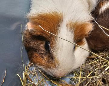 Meerschweinchen
