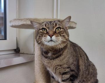 Europäische Hauskatze