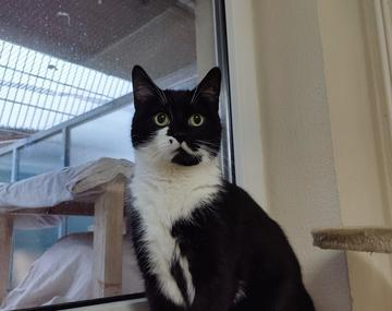 Europäische Hauskatze