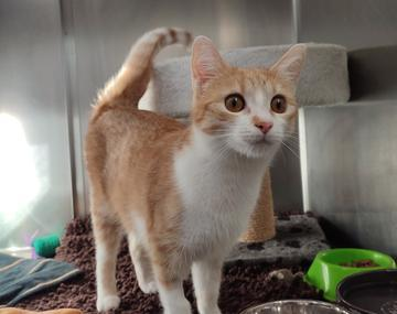 Europäische Hauskatze