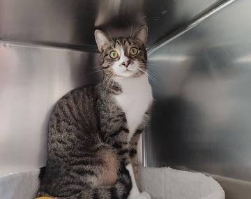 Europäische Hauskatze