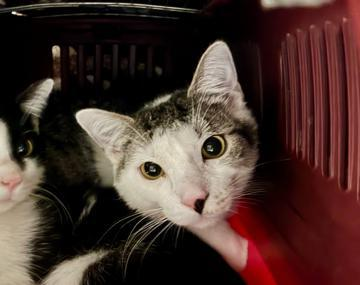 Europäische Hauskatze