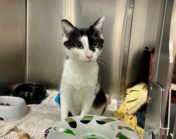 Europäische Hauskatze