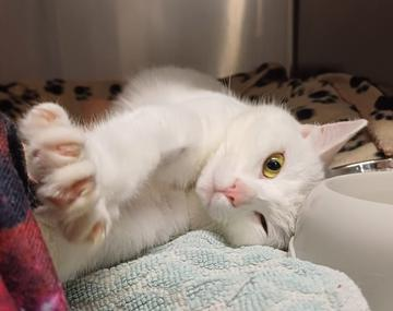 Europäische Hauskatze