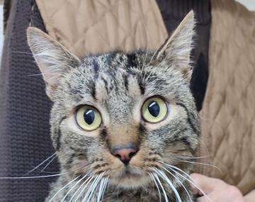 Europäische Hauskatze