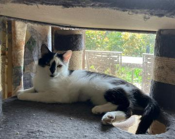 Europäische Hauskatze