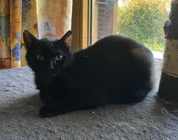 Europäische Hauskatze