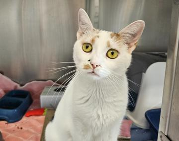 Europäische Hauskatze