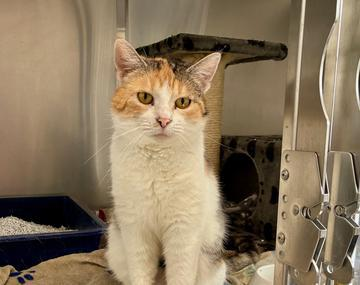 Europäische Hauskatze