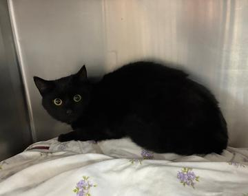 Europäische Hauskatze