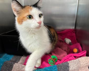 Europäische Hauskatze