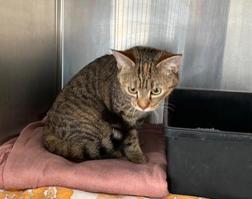 Europäische Hauskatze