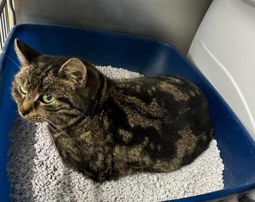 Europäische Hauskatze