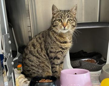 Europäische Hauskatze