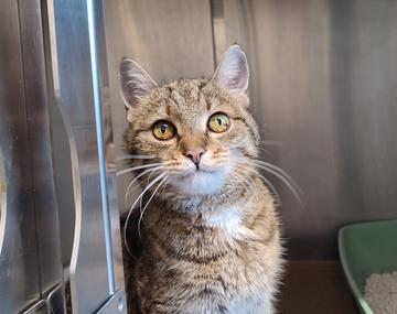 Europäische Hauskatze