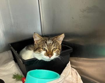 Europäische Hauskatze