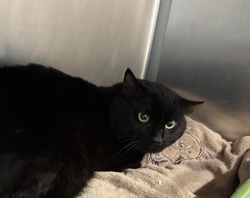 Europäische Hauskatze