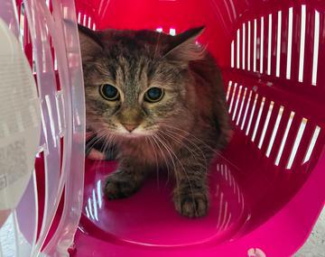 Europäische Hauskatze-Mischling