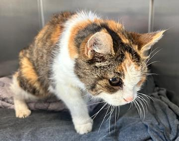 Europäische Hauskatze