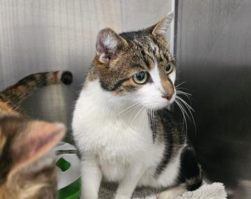 Europäische Hauskatze