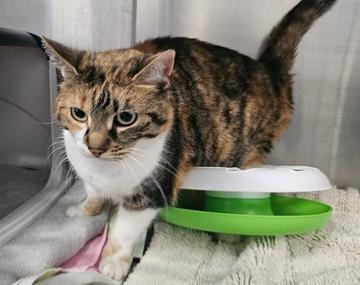 Europäische Hauskatze