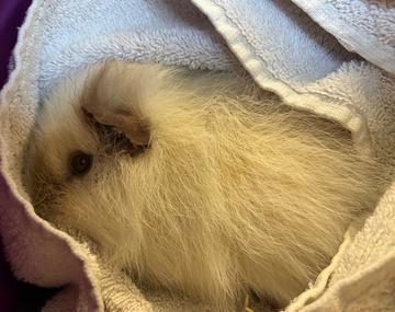 Meerschweinchen