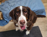 Fundtier Tier-ID 39008