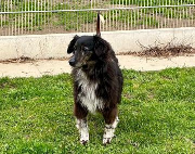 Fundtier Tier-ID 39202