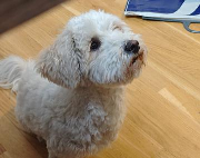 Fundtier Tier-ID 39660