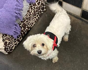 Fundtier Tier-ID 39767