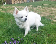 Fundtier Tier-ID 39881