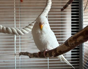 Fundtier Tier-ID 39799