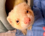 Fundtier Tier-ID 39815