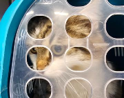 Fundtier Tier-ID 39818