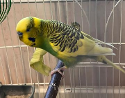 Fundtier Tier-ID 39821