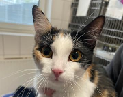 Fundtier Tier-ID 39839